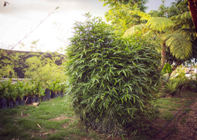 Bambusa vulgaris Wamin