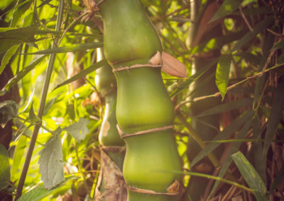 bambusa vulgaris buda belly